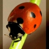 sweet_ladybird avatar