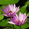 jaggaka avatar