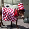 GoscCroatia avatar